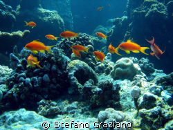 Pseudanthias, spot: dolphin house south red sea by Stefano Graziano 